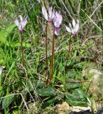 Cyclamen persicum