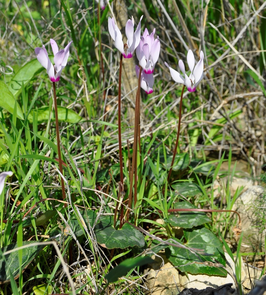 Image of Cyclamen persicum specimen.