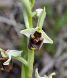 Ophrys bornmuelleri