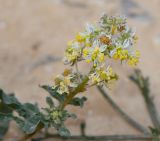 Reseda urnigera