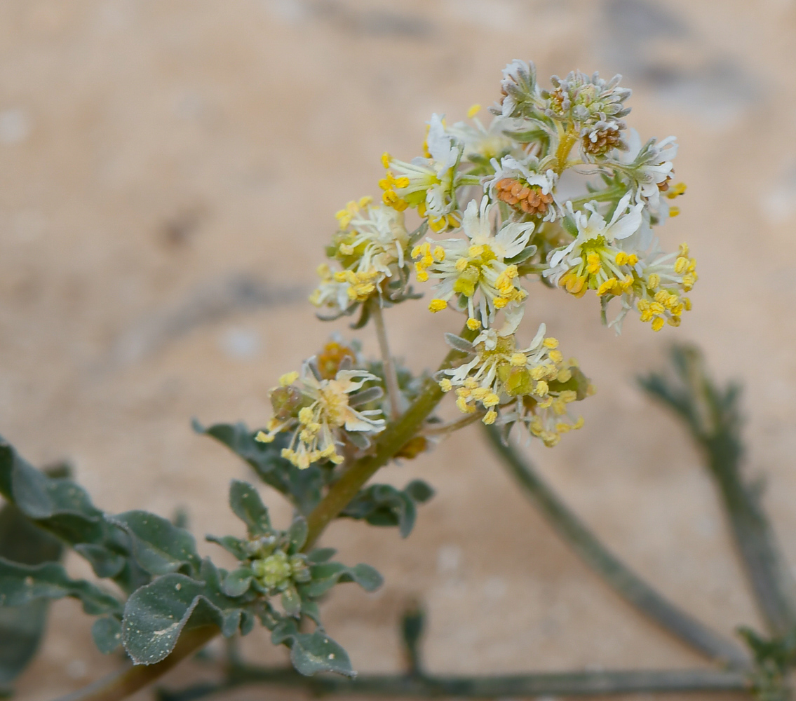 Image of Reseda urnigera specimen.