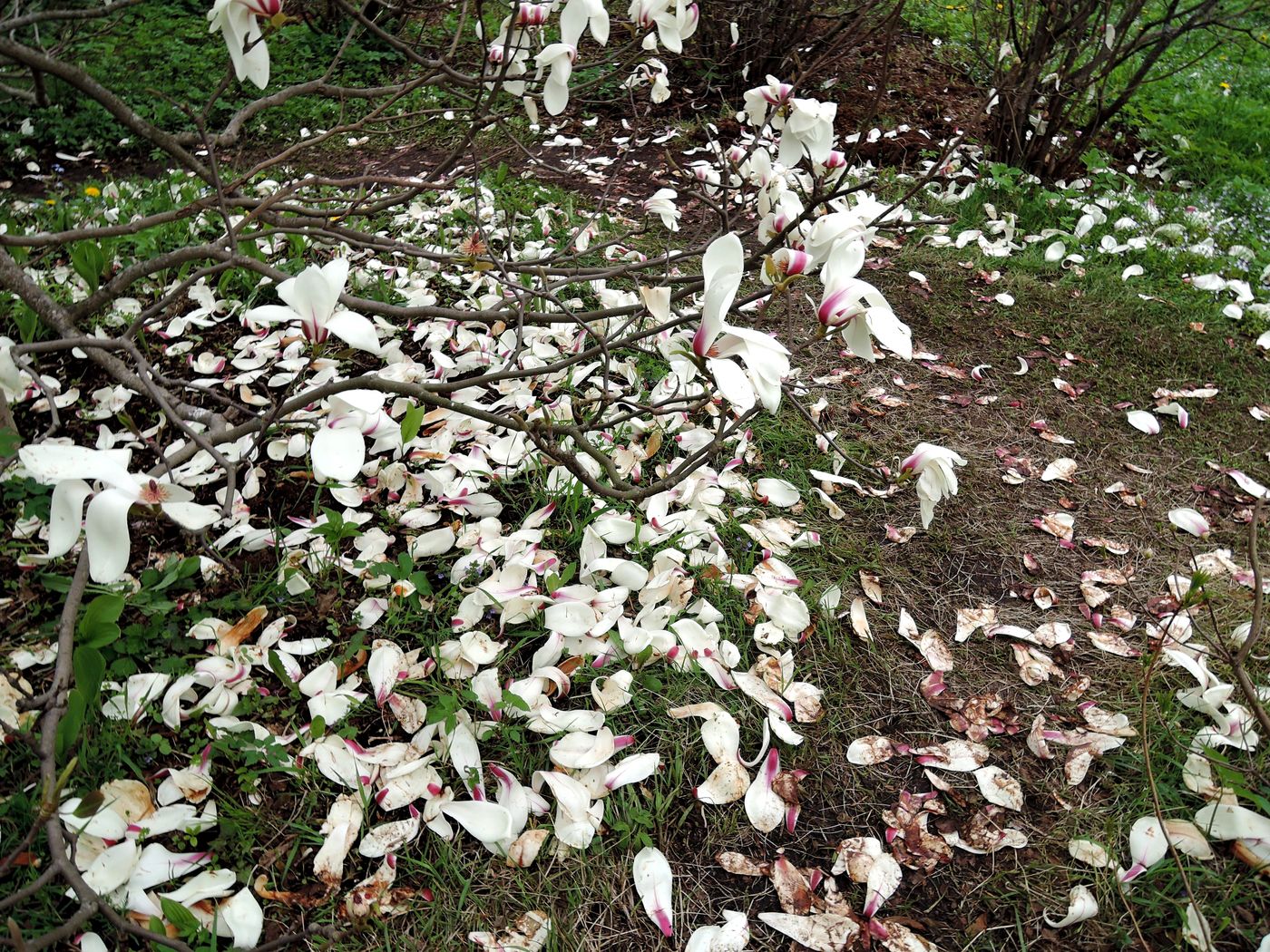 Image of Magnolia cylindrica specimen.