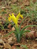 Juno tubergeniana