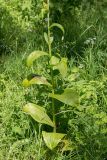 Veratrum lobelianum