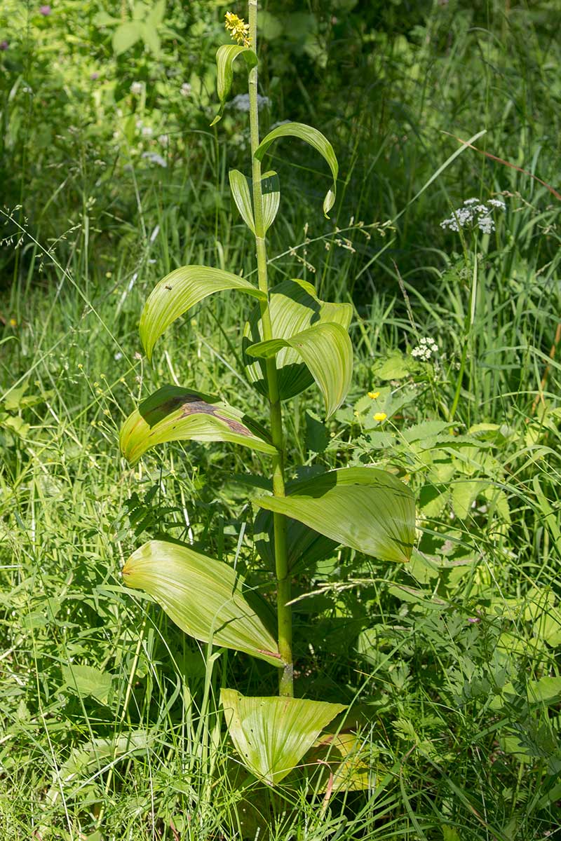 Изображение особи Veratrum lobelianum.