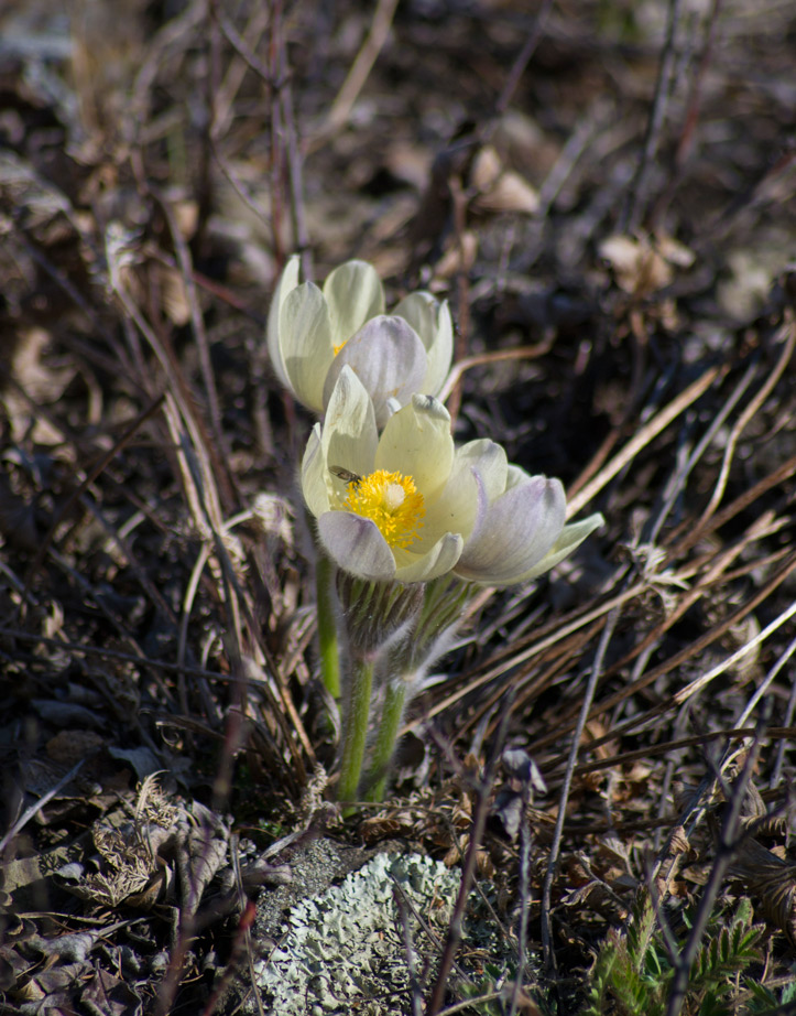 Image of Pulsatilla patens specimen.