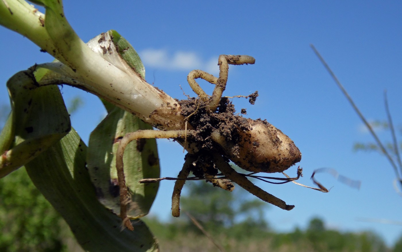 Изображение особи Neotinea tridentata.