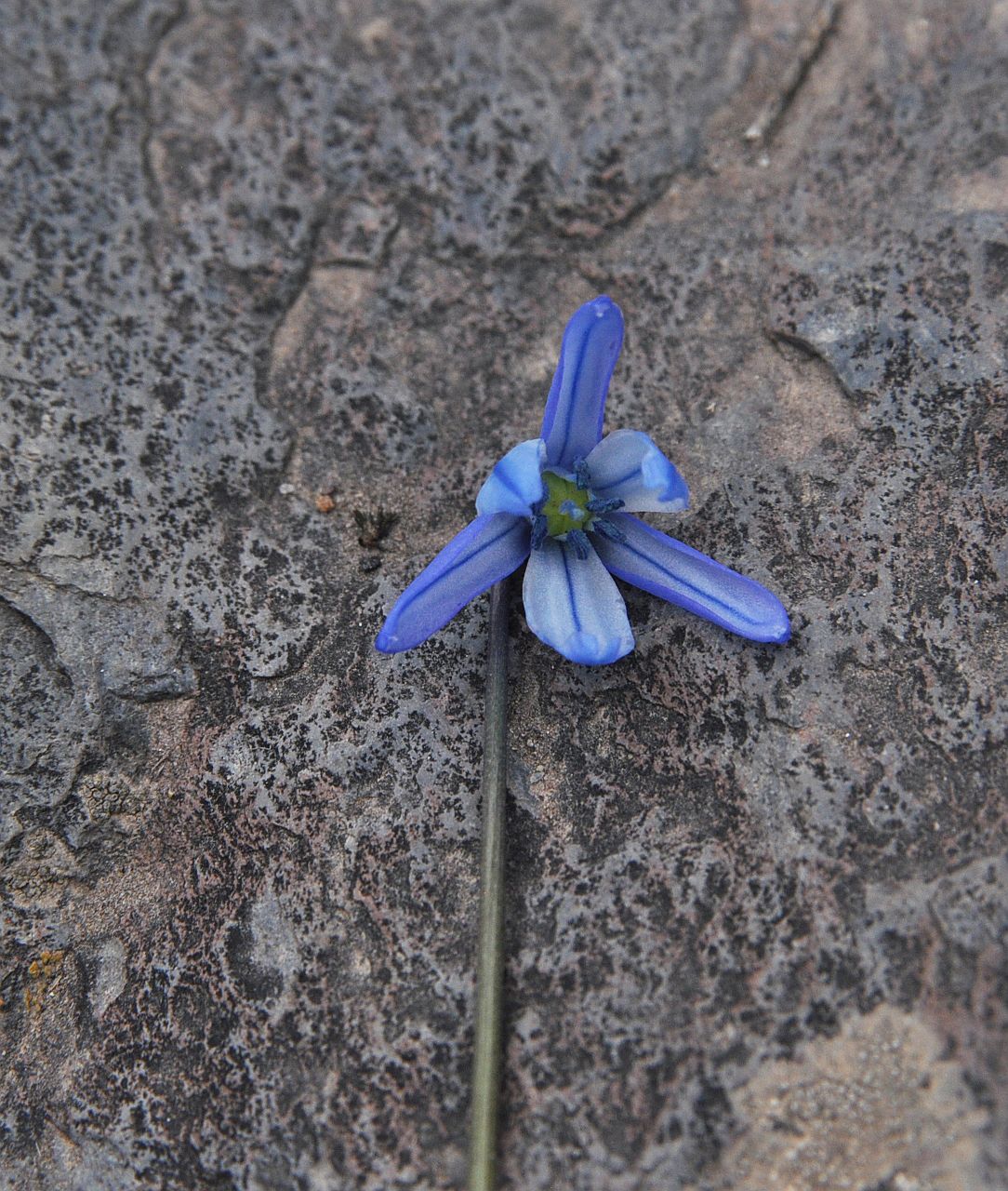 Image of genus Scilla specimen.