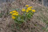 Caltha palustris