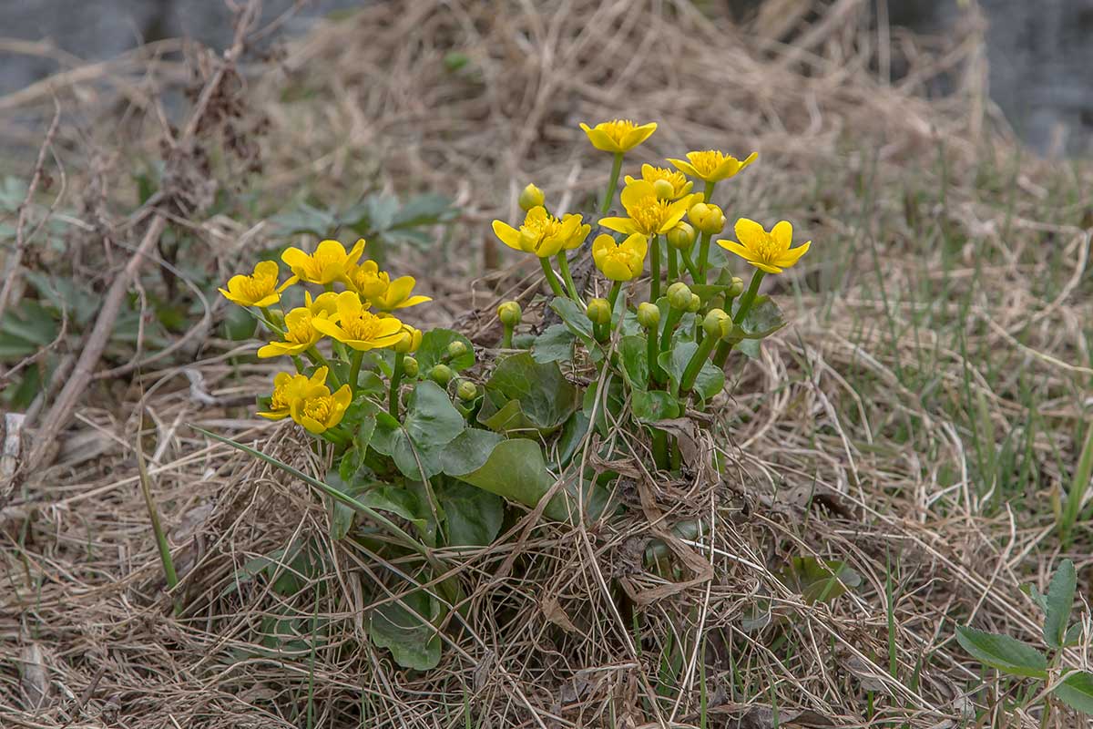 Изображение особи Caltha palustris.