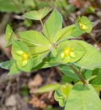 Euphorbia squamosa