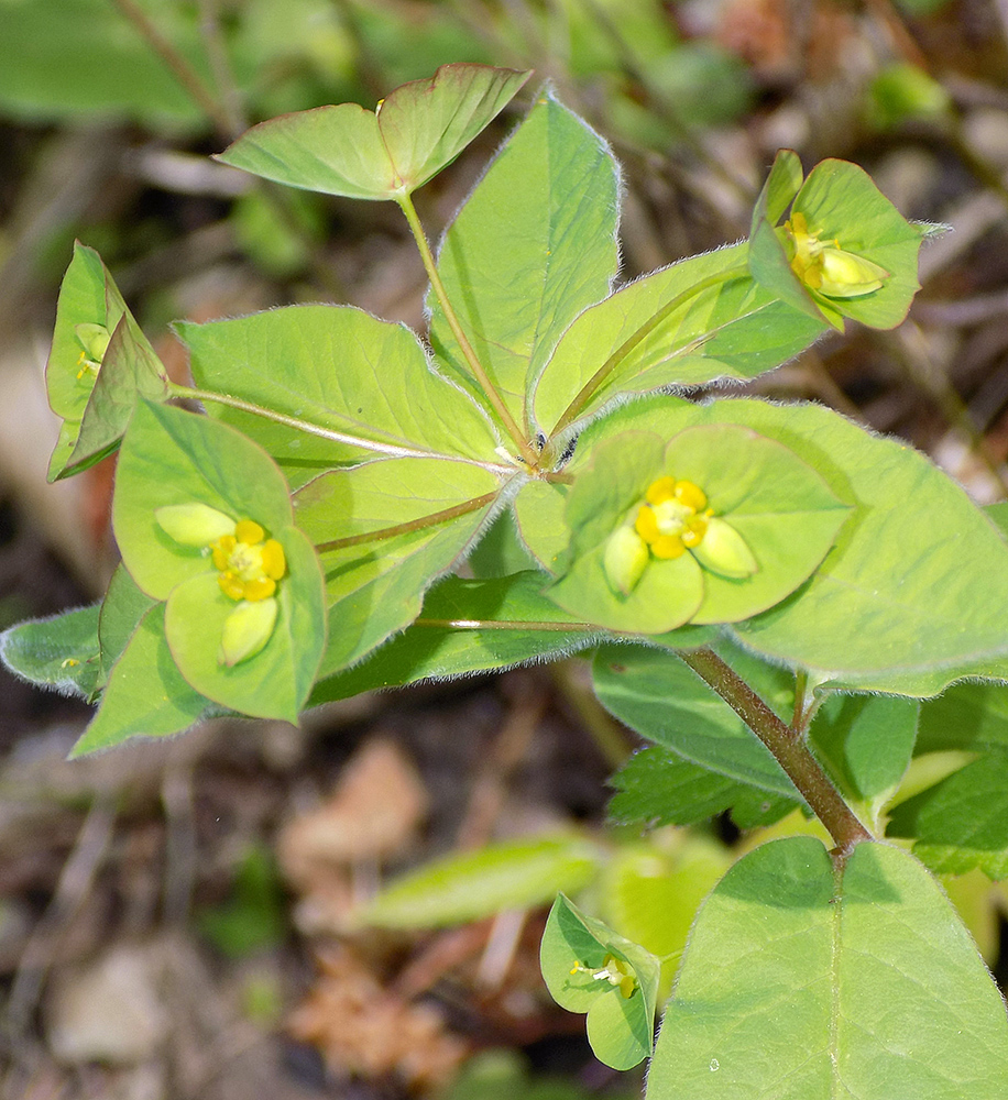 Изображение особи Euphorbia squamosa.