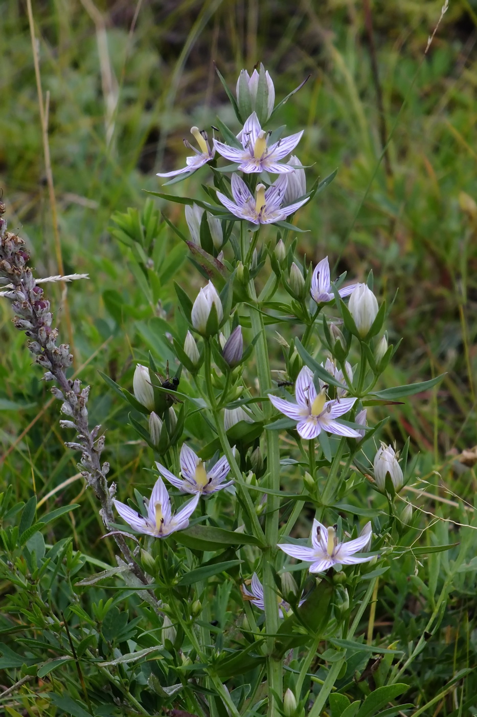 Image of Ophelia diluta specimen.