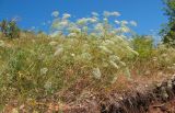 Falcaria vulgaris
