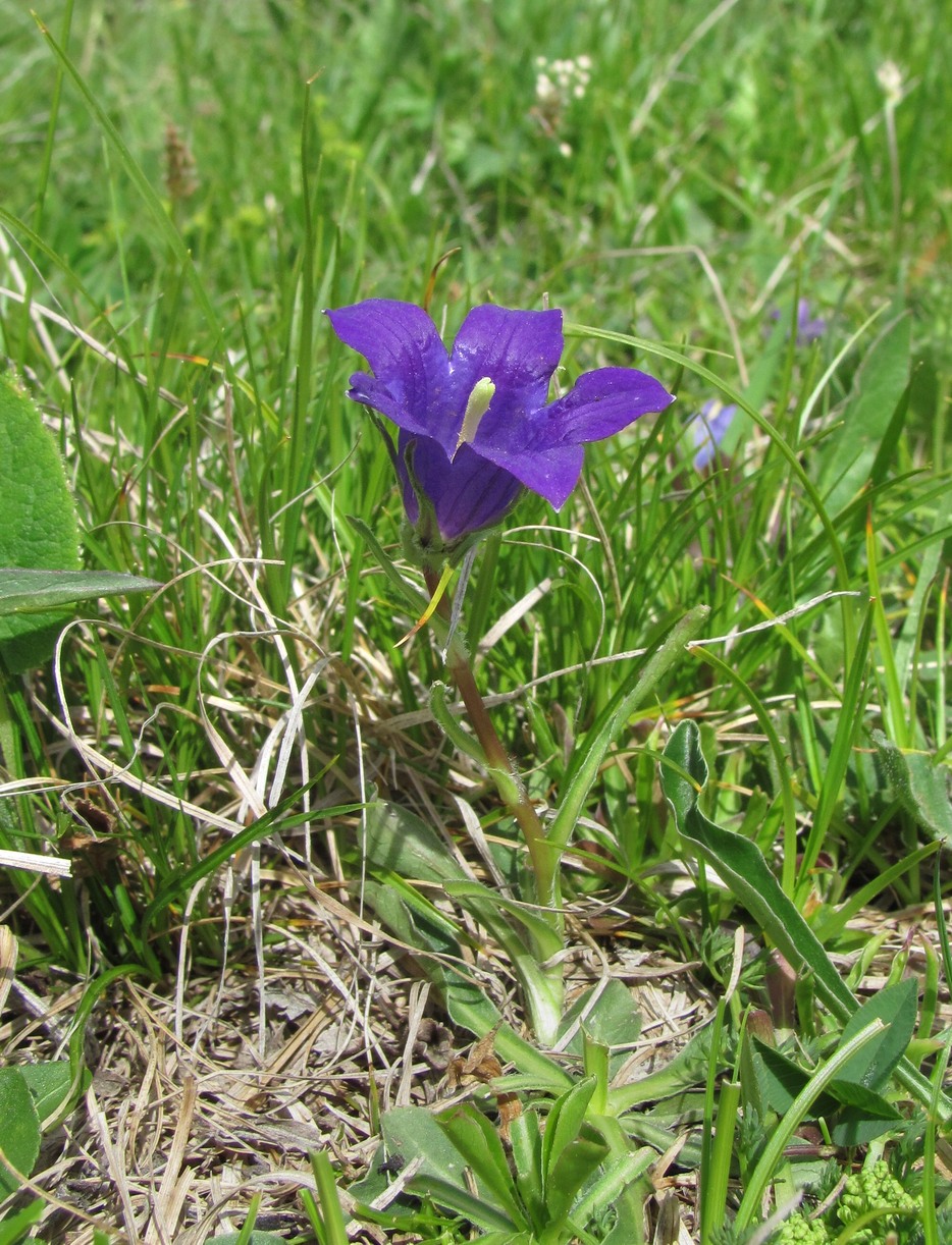 Изображение особи род Campanula.