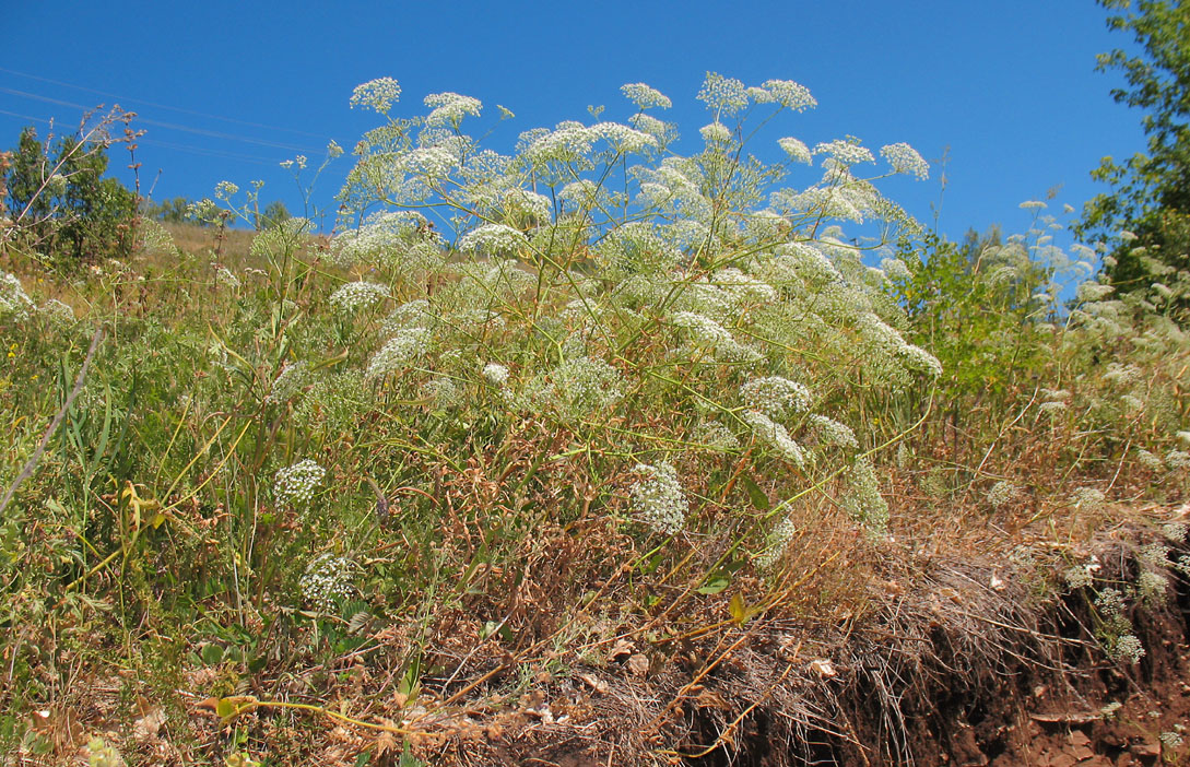 Изображение особи Falcaria vulgaris.