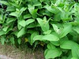 Asclepias syriaca