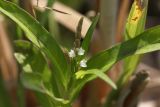 род Persicaria. Верхушка цветущего растения. Узбекистан, Наманганская обл., Уйчинский р-н, окр. пос. Джидакапа, правый каменистый берег р. Нарын. 11.05.2019.