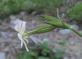 Silene noctiflora. Верхушка побега с цветком и бутонами. Кабардино-Балкария, Эльбрусский р-н, берег р. Герхожансу, ок. 1550 м н.у.м. 02.07.2019.