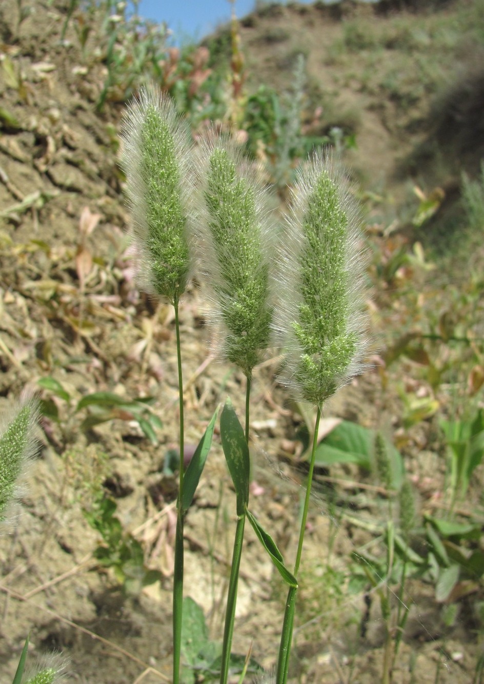 Изображение особи Polypogon monspeliensis.