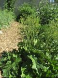 genus Crambe. Зацветающее растение. Волгоград, пос. Металлургов, ВР Ботсад, экспозиция дикорастущих растений, в культуре. 25.05.2019.