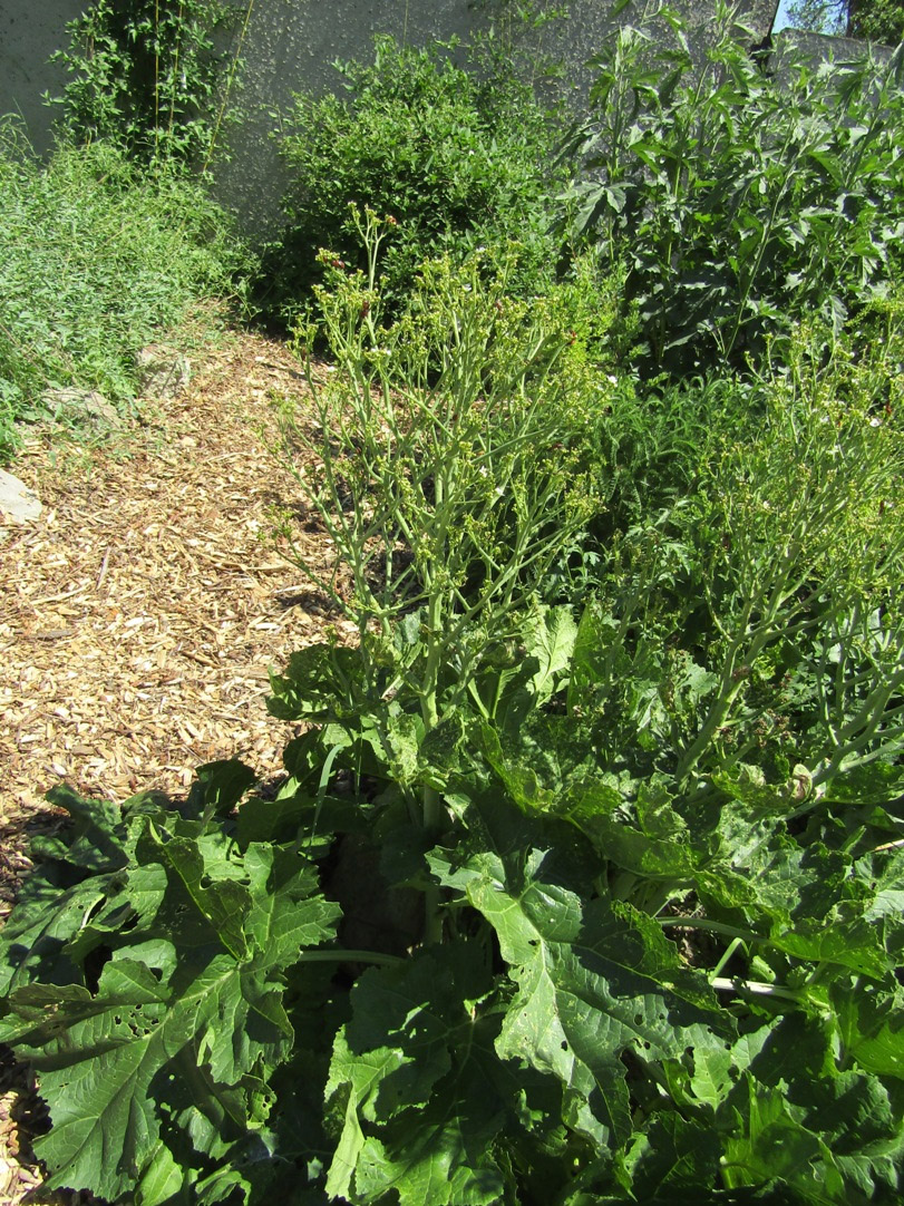 Image of genus Crambe specimen.