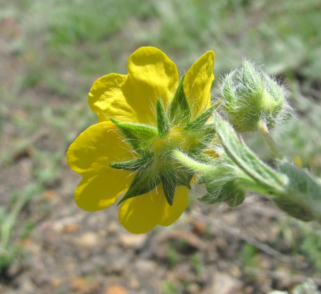 Image of Potentilla recta specimen.