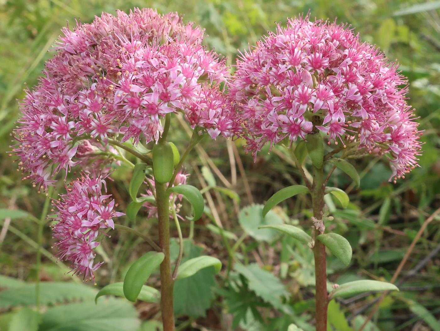 Изображение особи Hylotelephium triphyllum.