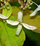 Hydrangea paniculata