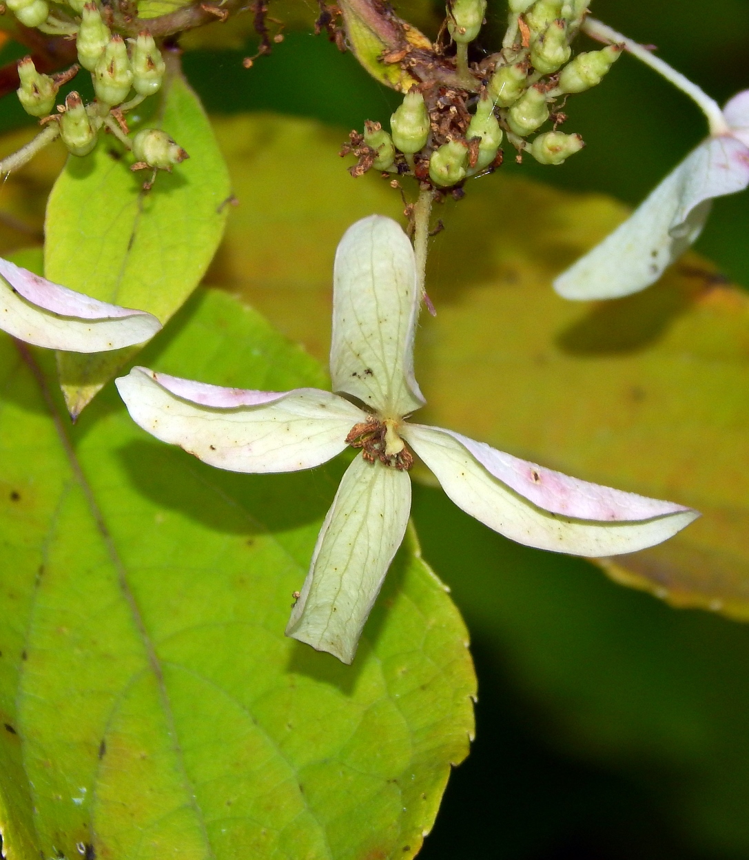 Изображение особи Hydrangea paniculata.