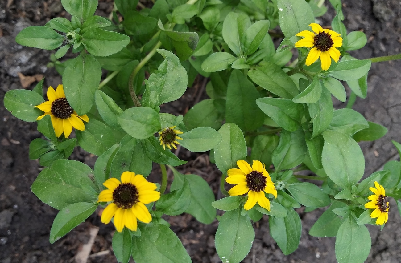 Image of Sanvitalia procumbens specimen.