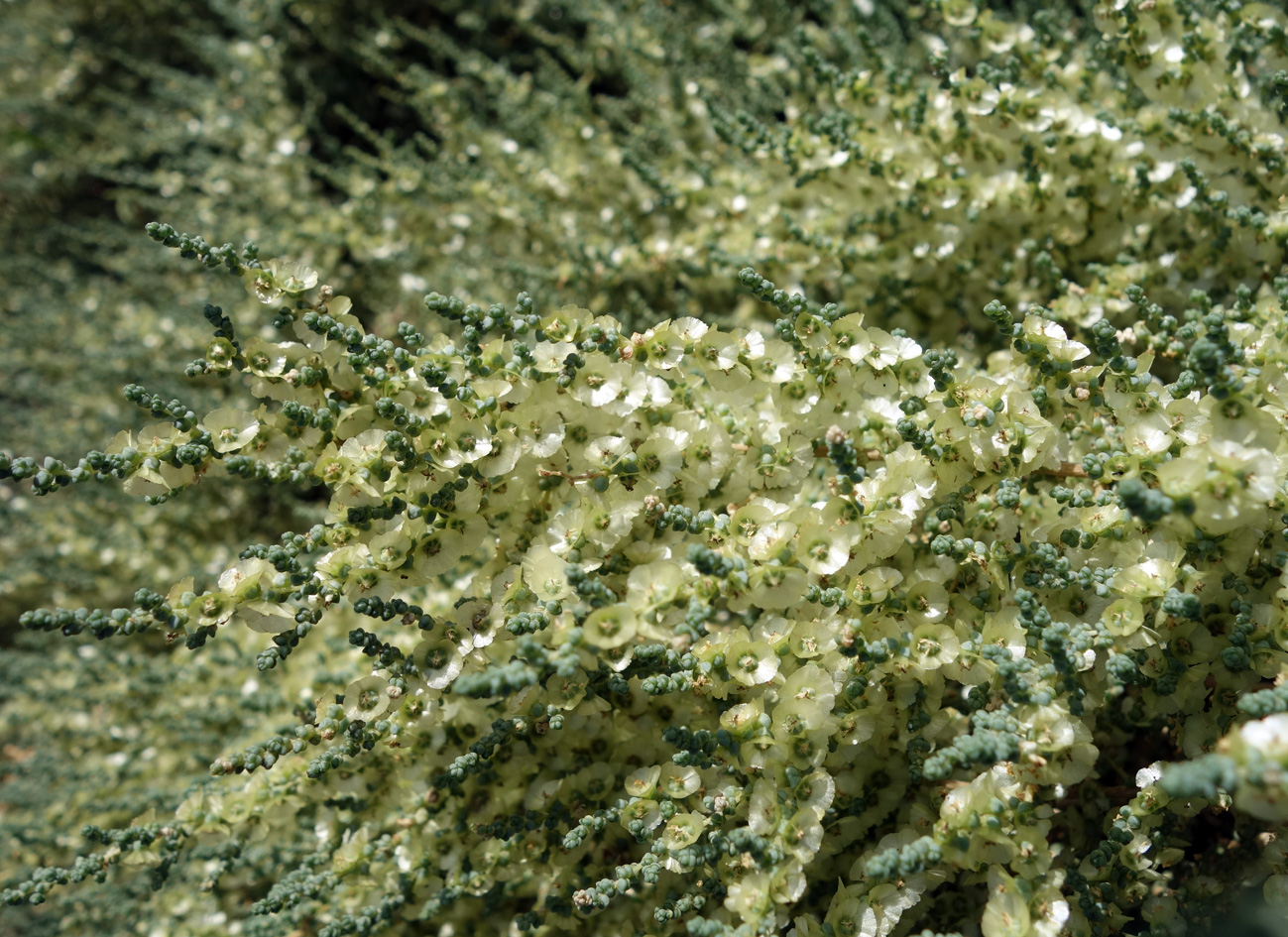 Image of Salsola dendroides specimen.