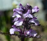 Pedicularis anthemifolia