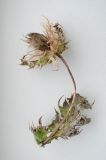 Cirsium obvallatum