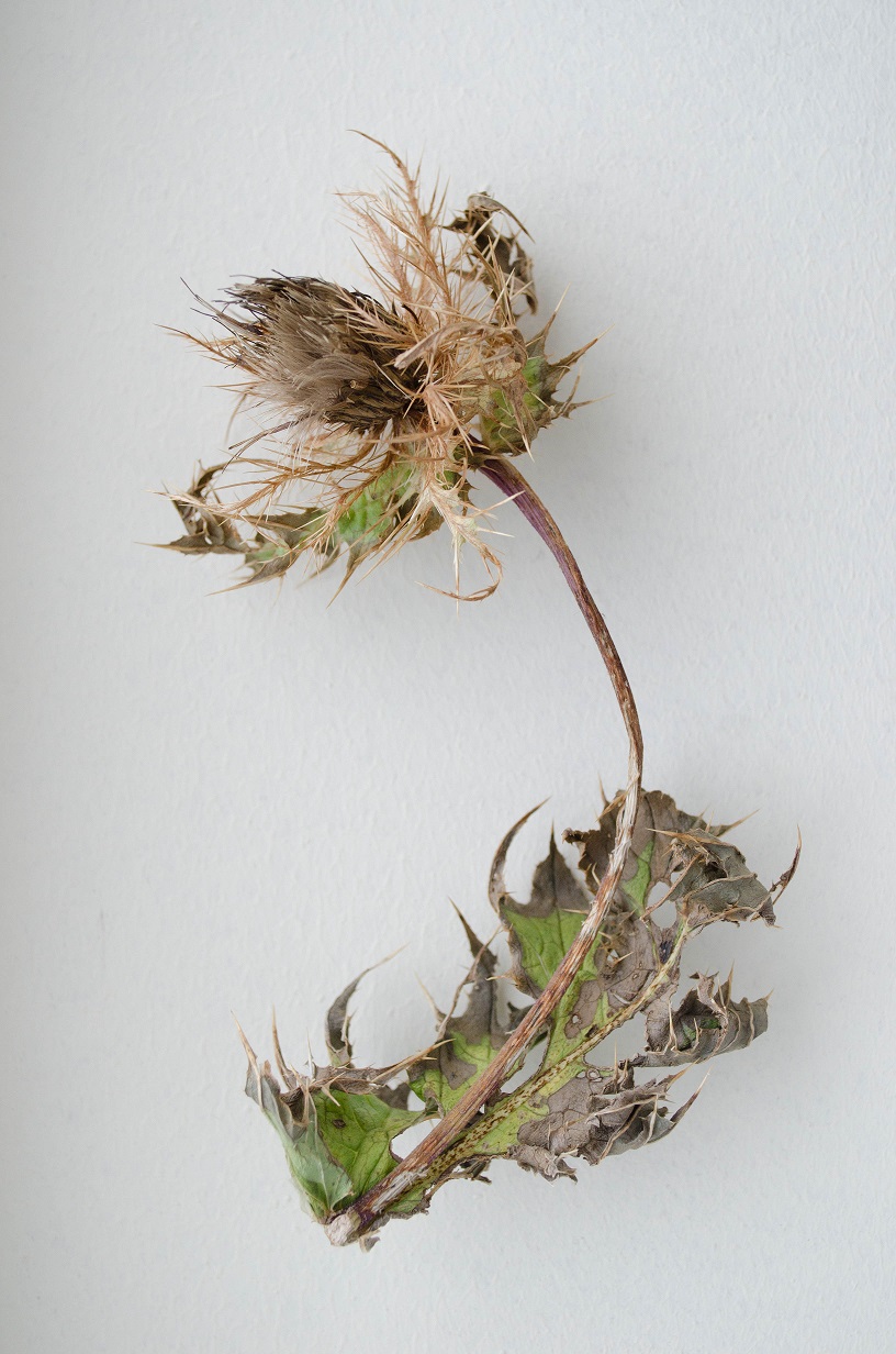 Image of Cirsium obvallatum specimen.