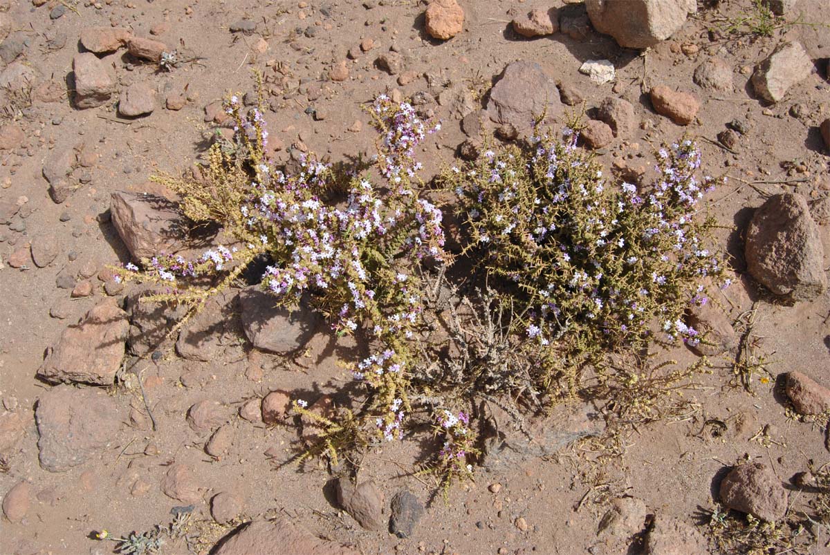 Изображение особи Junellia seriphioides.