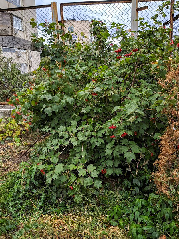 Image of Viburnum opulus specimen.