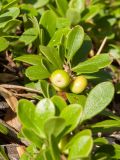 Arctostaphylos uva-ursi. Побег с незрелыми плодами. Финляндия, муниципалитет Савонлинна, гряда Пункахарью, травяно-кустарничковый сосняк на склоне моренной гряды южной экспозиции. 13.07.2019.