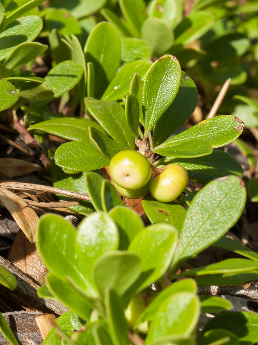 Image of Arctostaphylos uva-ursi specimen.