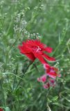 Dianthus chinensis