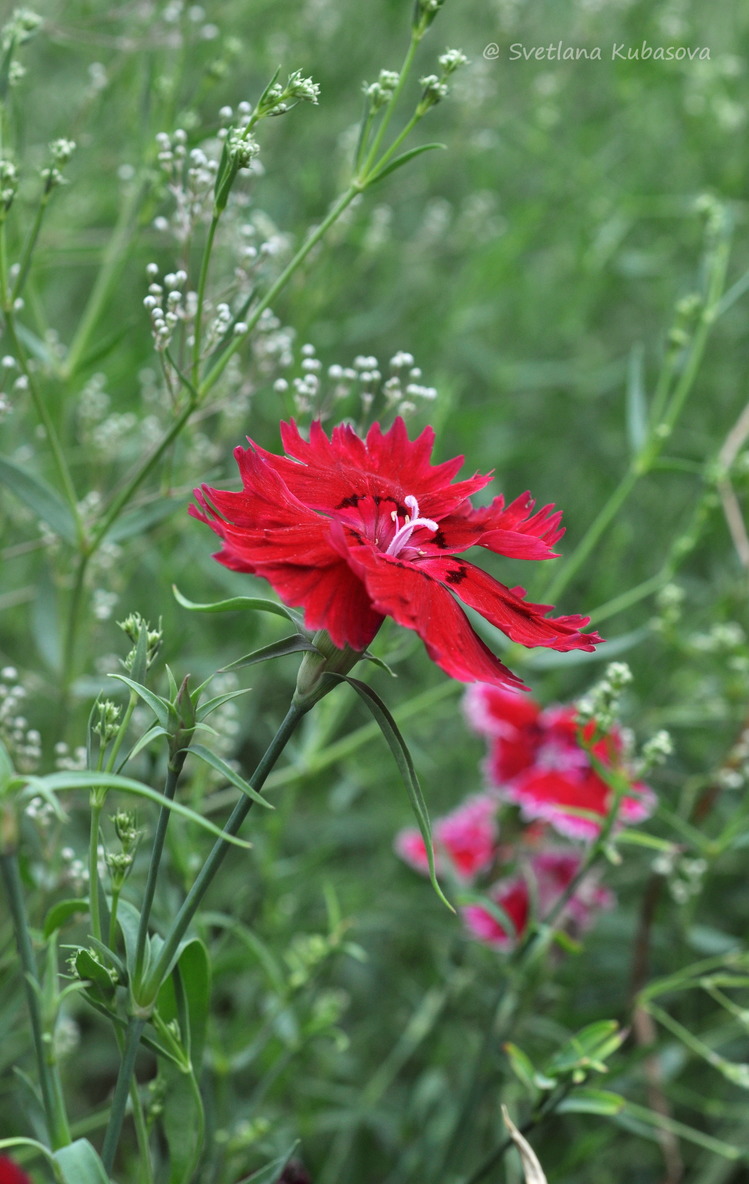 Изображение особи Dianthus chinensis.