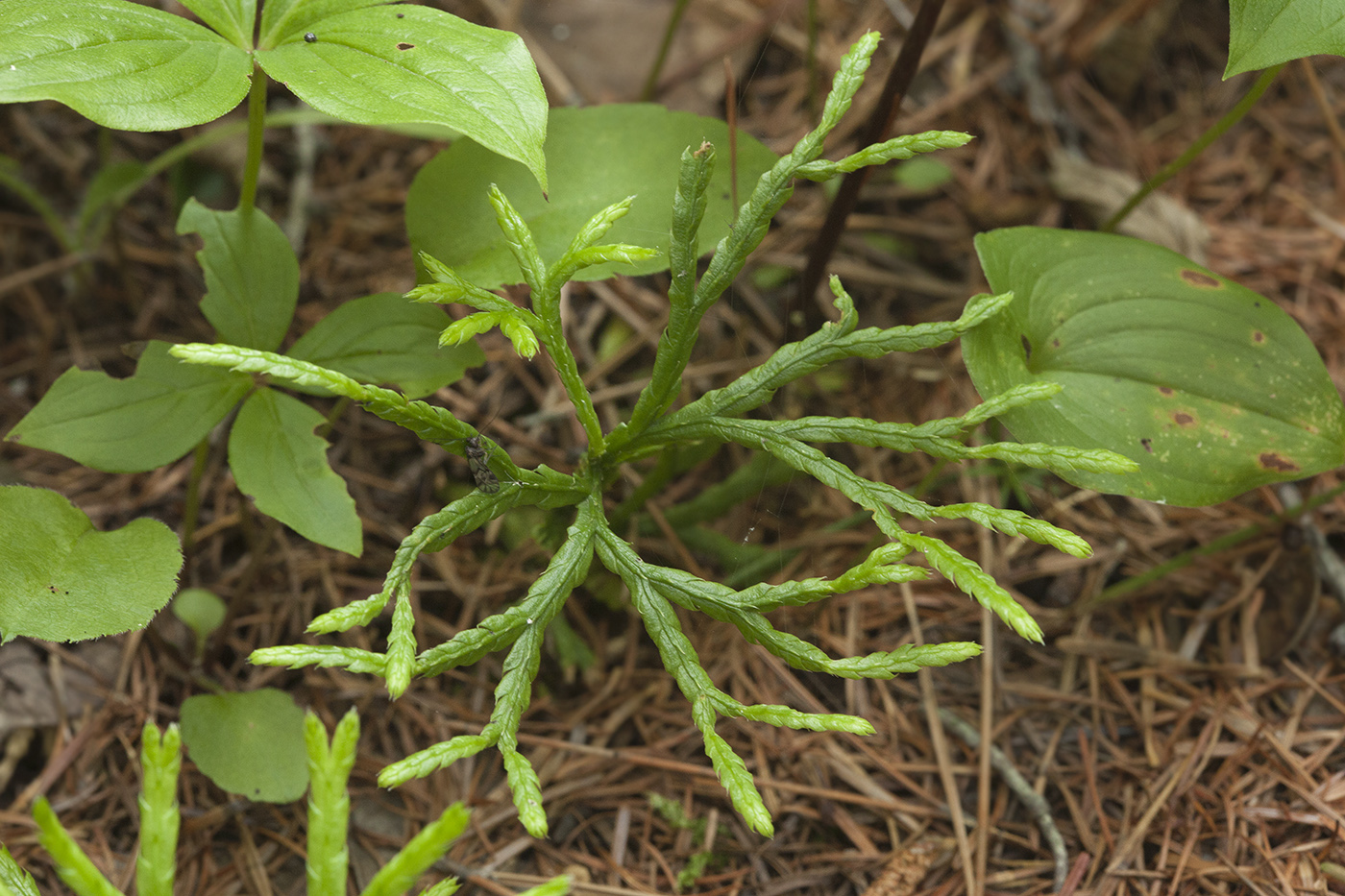 Image of Diphasiastrum complanatum specimen.