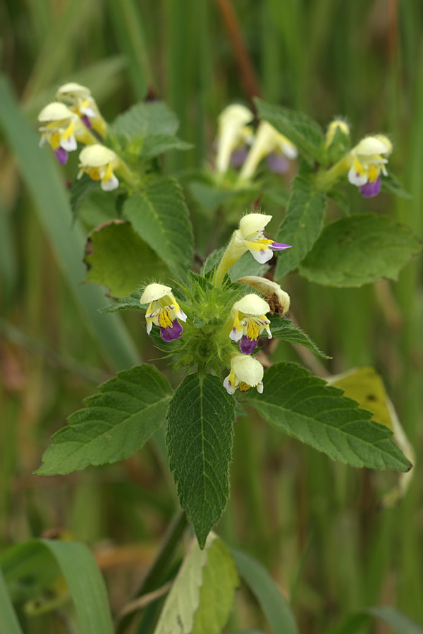 Image of Galeopsis speciosa specimen.