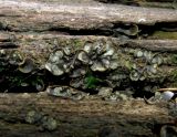 Peltigera didactyla