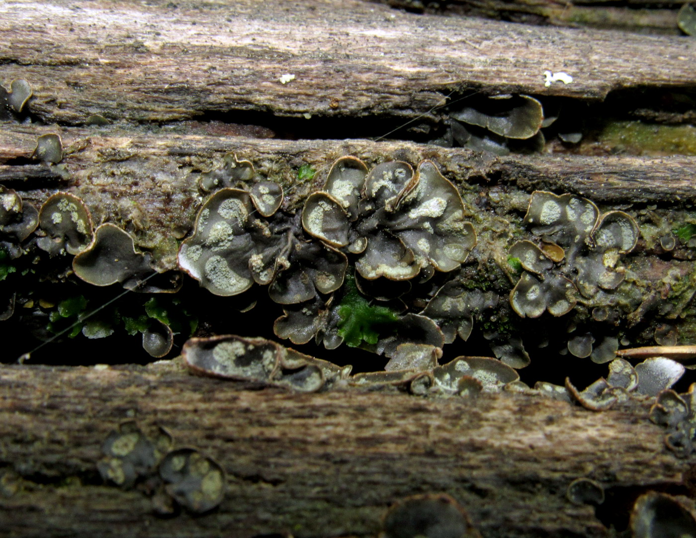 Image of Peltigera didactyla specimen.