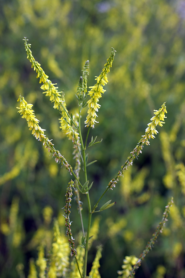 Изображение особи Melilotus officinalis.