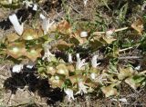 Lagochilus platycalyx