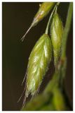 Bromus hordeaceus. Колосок. Республика Татарстан, Агрызский р-н, с. Красный Бор. 24.06.2010.