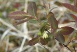Lonicera pallasii