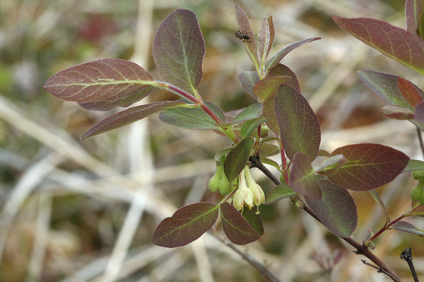 Image of Lonicera pallasii specimen.